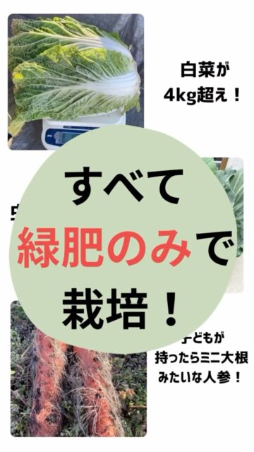 ＊＊＊ 

緑肥のみで立派で大きな野菜ができる！？

片平農園では、緑肥のみで
4kg超えの白菜や、
虫食いのない、2kgキャベツ。
このキャベツは早採れなので、ここからもう少し大きくなり、最終的には5kg近くになる予想！！🤣
人参は、ミニ大根みたい太い！！
子どもの試食が止まらなくなる人参🥕です！

また、愛西市友の家で耕作放棄地になっていた土地では、
片平さんのご指導のもと、緑肥栽培を実践し、
1年目から、落花生🥜やミックスリーフ、大根、人参、にんにくなど、たくさんの野菜を収穫することができました！
今年も虫食いなしの美味しいベビーリーフが
収穫できたそうです！
@yamazaki__tomohiro 
@kominka_tomonoie 
@happys_aisai 

そんな、緑肥のことを学べるイベントが
一宮市で開催されます！

-------------

🌿ichinomiya畑プロジェクト🌿
🌈✨イベントのご案内✨🌈

＼＼初めての緑肥栽培／／
【DAY1】12月12日(金)
◉目からウロコの緑肥栽培理論

【DAY2】12月13日(土)
◉私だけのミニ畑ワークショップ

緑肥栽培はじめての方も，そうでない方も
野菜作りをしている方も、そうでない方も
子どもと一緒に土を触りたい、
食育の一環で野菜を育てたみたい、
緑肥栽培の野菜やお米食べてみたい、

💖どんな方でもウェルカムです！！！💖

食材や日用品だけでなく、
農業資材も高騰している昨今。
気候変動による被害も増えています。

農薬や化学肥料を必要とせず、
低コストでてきる栽培方法があるとしたら？
今までのやり方も大切にしながら、
『緑肥栽培』という農法を１つの選択肢として。

地球にも、人にも、そしてお財布にも❤️
やさしい育て方を、一緒に学びませんか？☺︎

お申し込みは、
プロフィールリンクの申し込みフォームから！フォーム内に詳細も記載しています☺
お問い合わせもお気軽にどうぞ✨

#NPO法人めぐりる
#めぐりる　#笑顔がめぐる未来
#プラネタリーヘルス
#循環 #命の循環
#緑肥　#緑肥栽培
#地球にやさしい

#楽しいが1番
#心が喜ぶことを
#試食　#豚汁　#おむすび